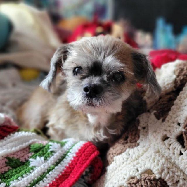 Dani, a Adoptable Lhasa Apso image 3/5