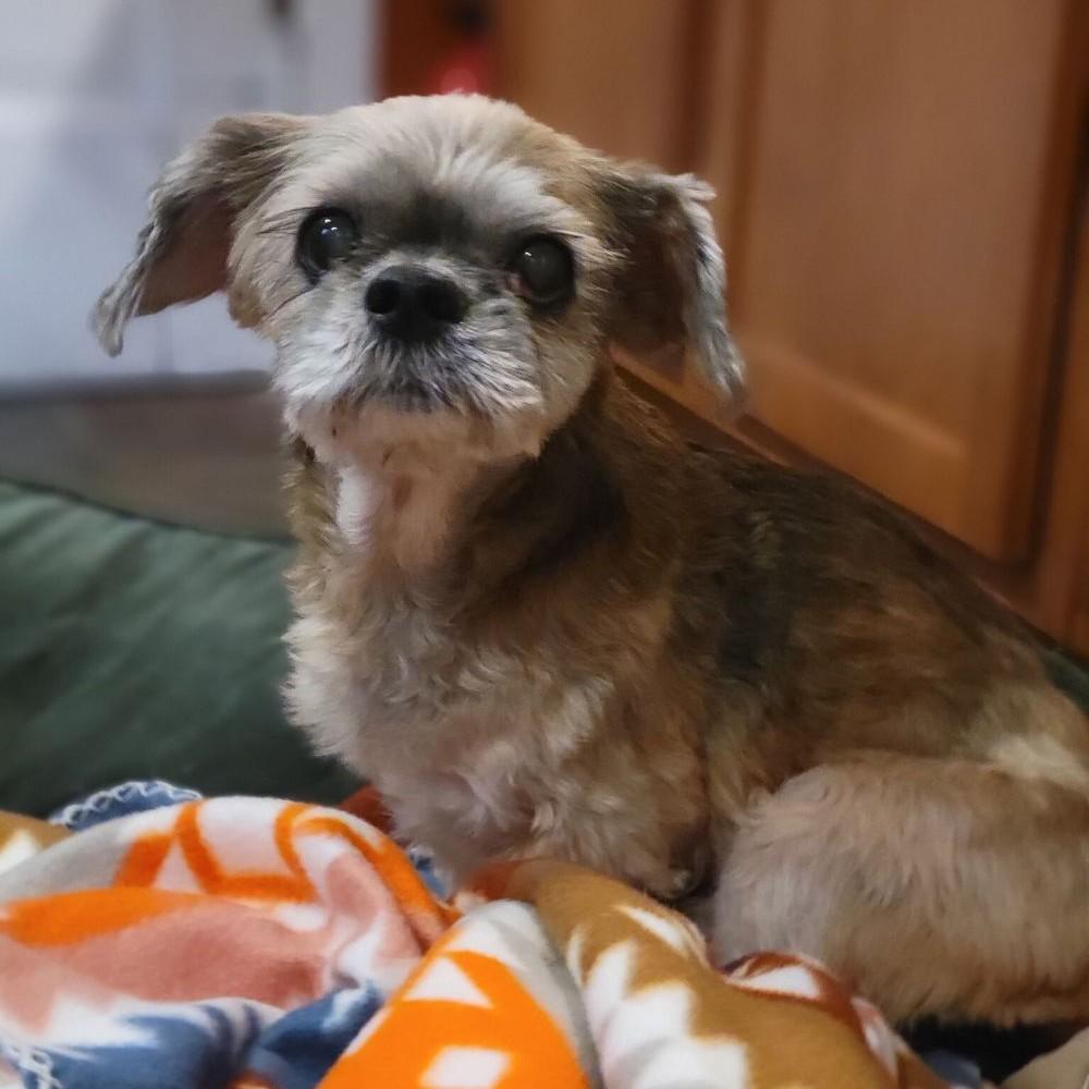 Dani, a Adoptable Lhasa Apso image 4/5