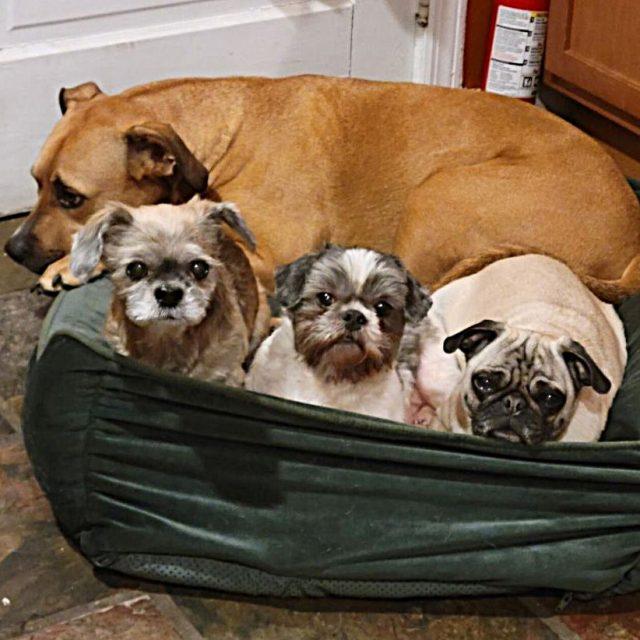 Dani, a Adoptable Lhasa Apso image 5/5