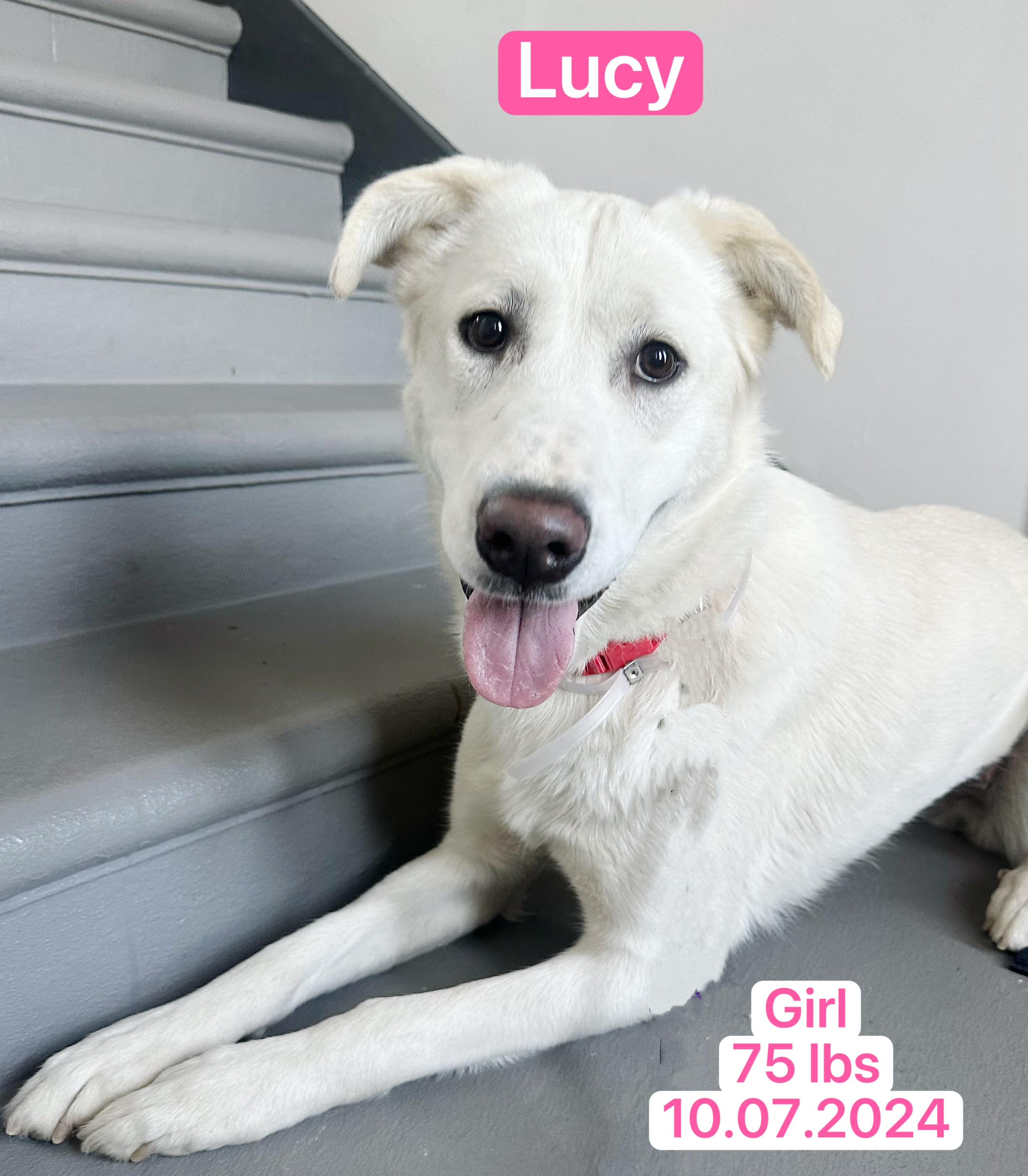 Enlarge Lucy, a ADOPTABLE mixed breed in West Hollywood, CA image 4/6