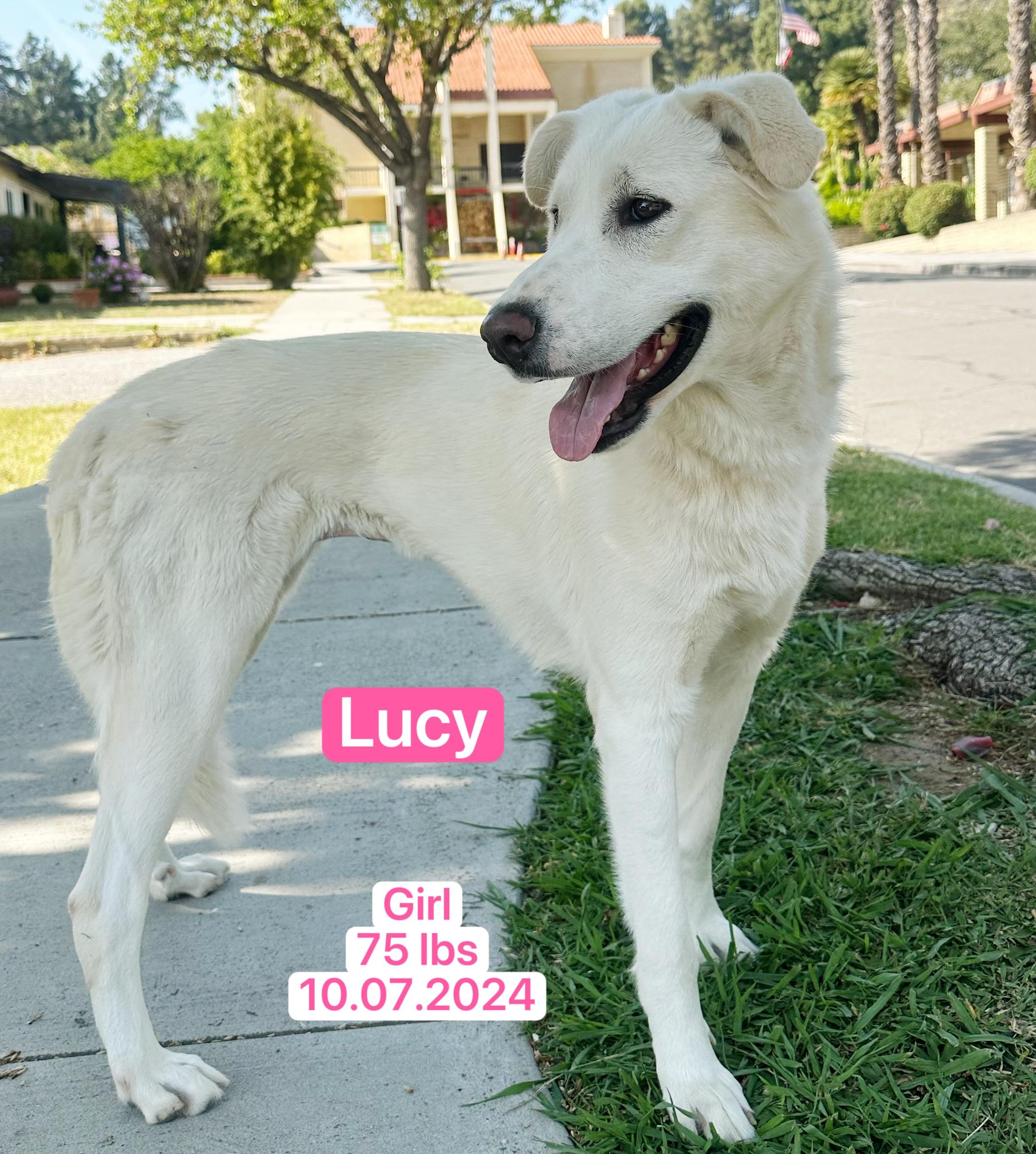 Enlarge Lucy, a ADOPTABLE mixed breed in West Hollywood, CA image 5/6