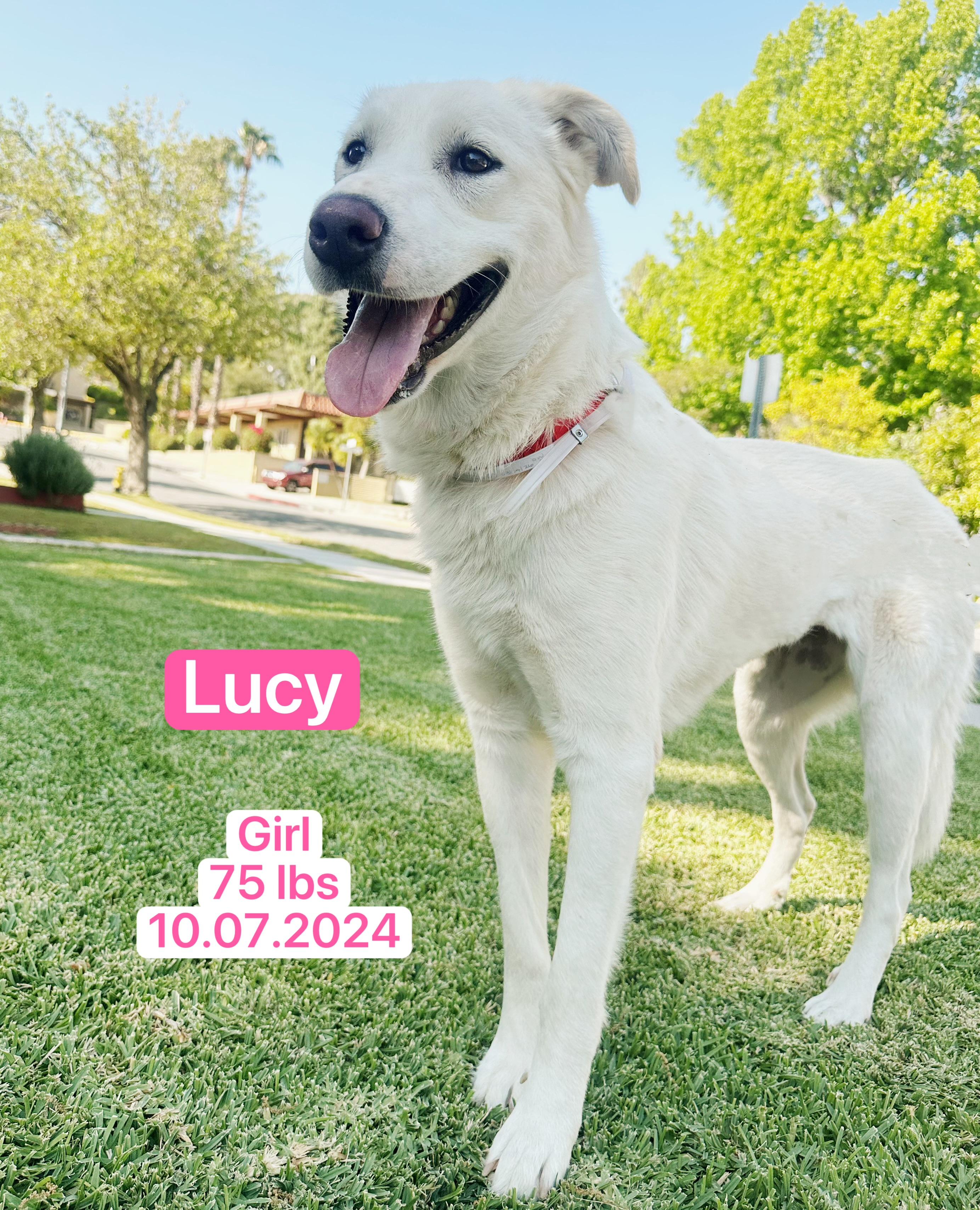 Enlarge Lucy, a ADOPTABLE mixed breed in West Hollywood, CA image 3/6