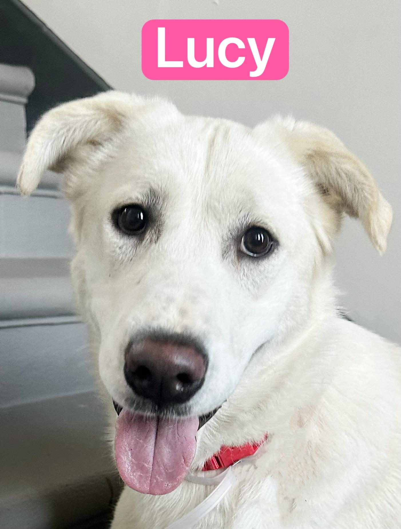 Enlarge Lucy, a ADOPTABLE mixed breed in West Hollywood, CA image 1/6