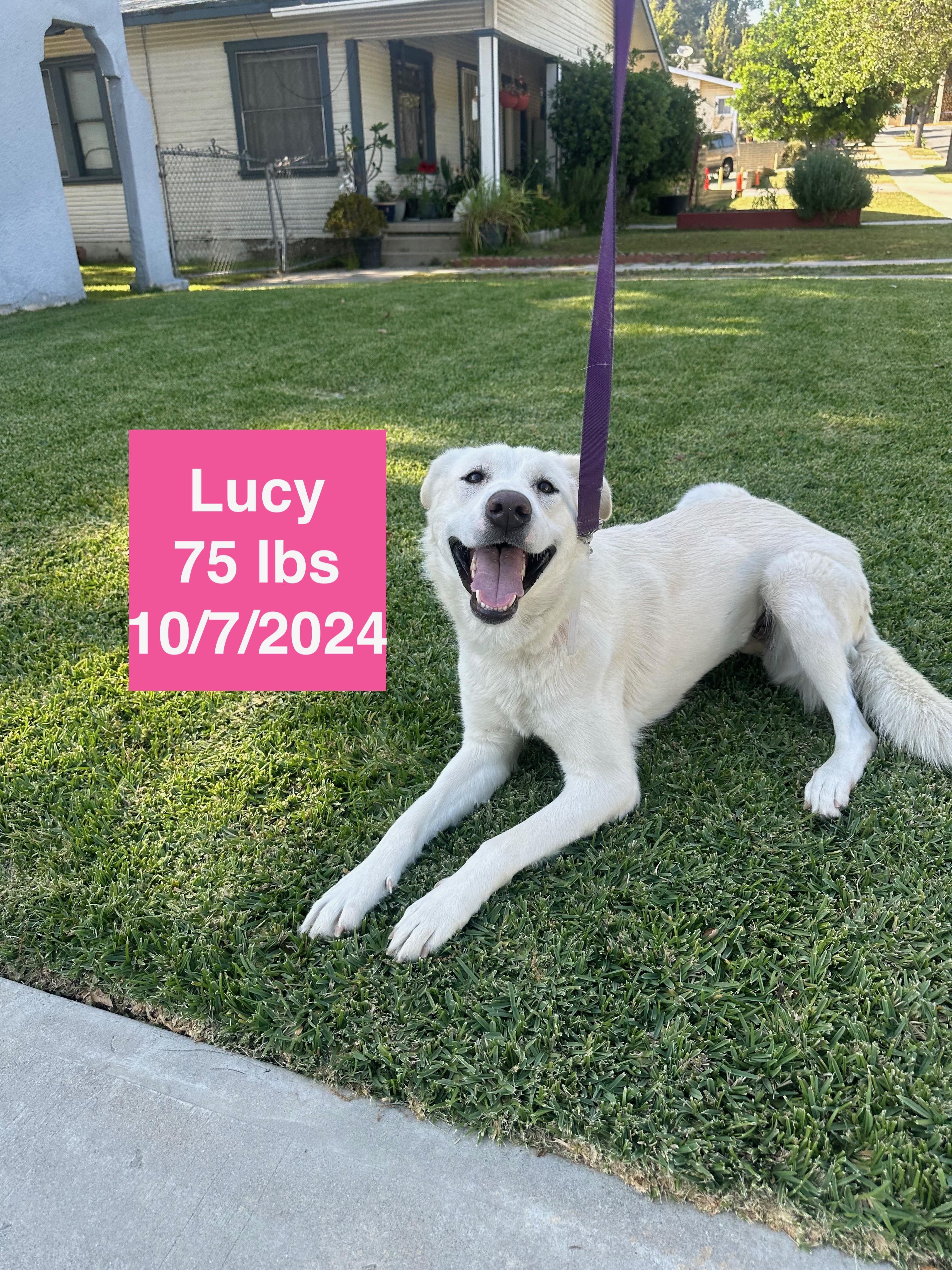 Enlarge Lucy, a ADOPTABLE mixed breed in West Hollywood, CA image 2/6