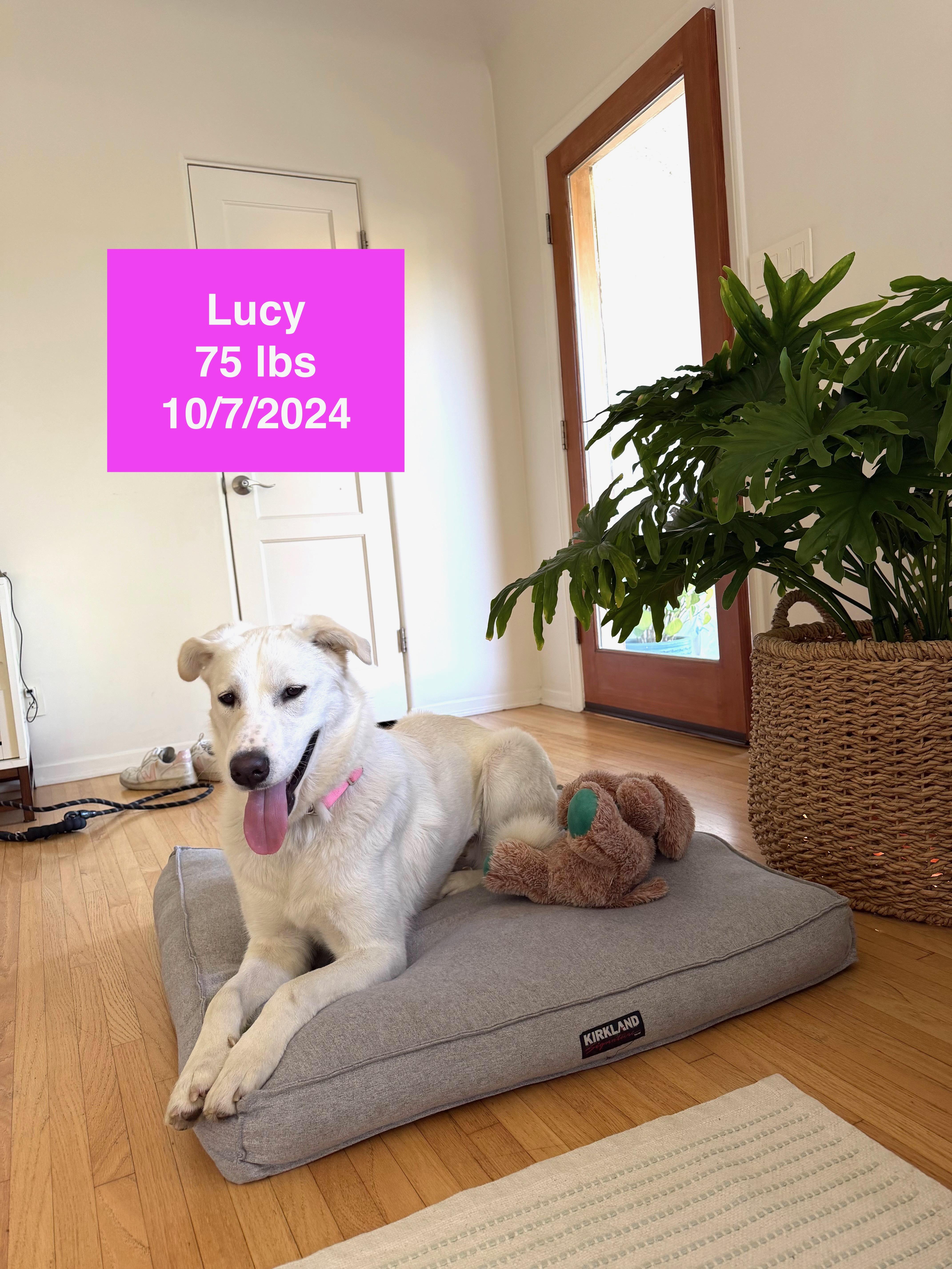 Enlarge Lucy, a ADOPTABLE mixed breed in West Hollywood, CA image 5/6