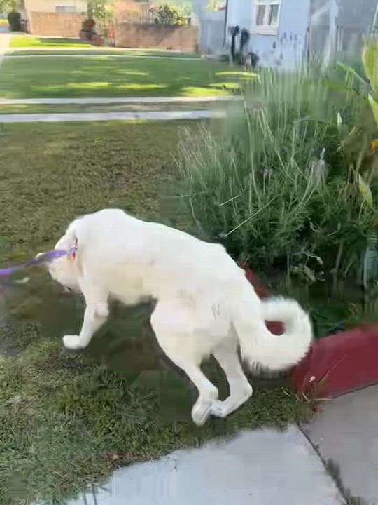 Enlarge Lucy, a ADOPTABLE mixed breed in West Hollywood, CA video 6/6