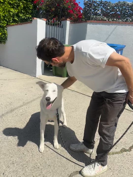 Enlarge Lucy, a ADOPTABLE mixed breed in West Hollywood, CA video 6/6