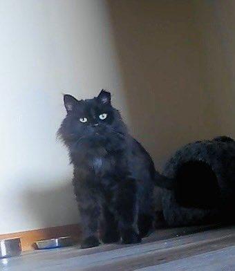 Sheba, an adoptable Domestic Long Hair in Chicago, IL, 60631 | Photo Image 2
