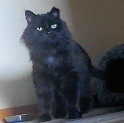 Sheba, a Adoptable mixed breed in Chicago, IL image 6/6