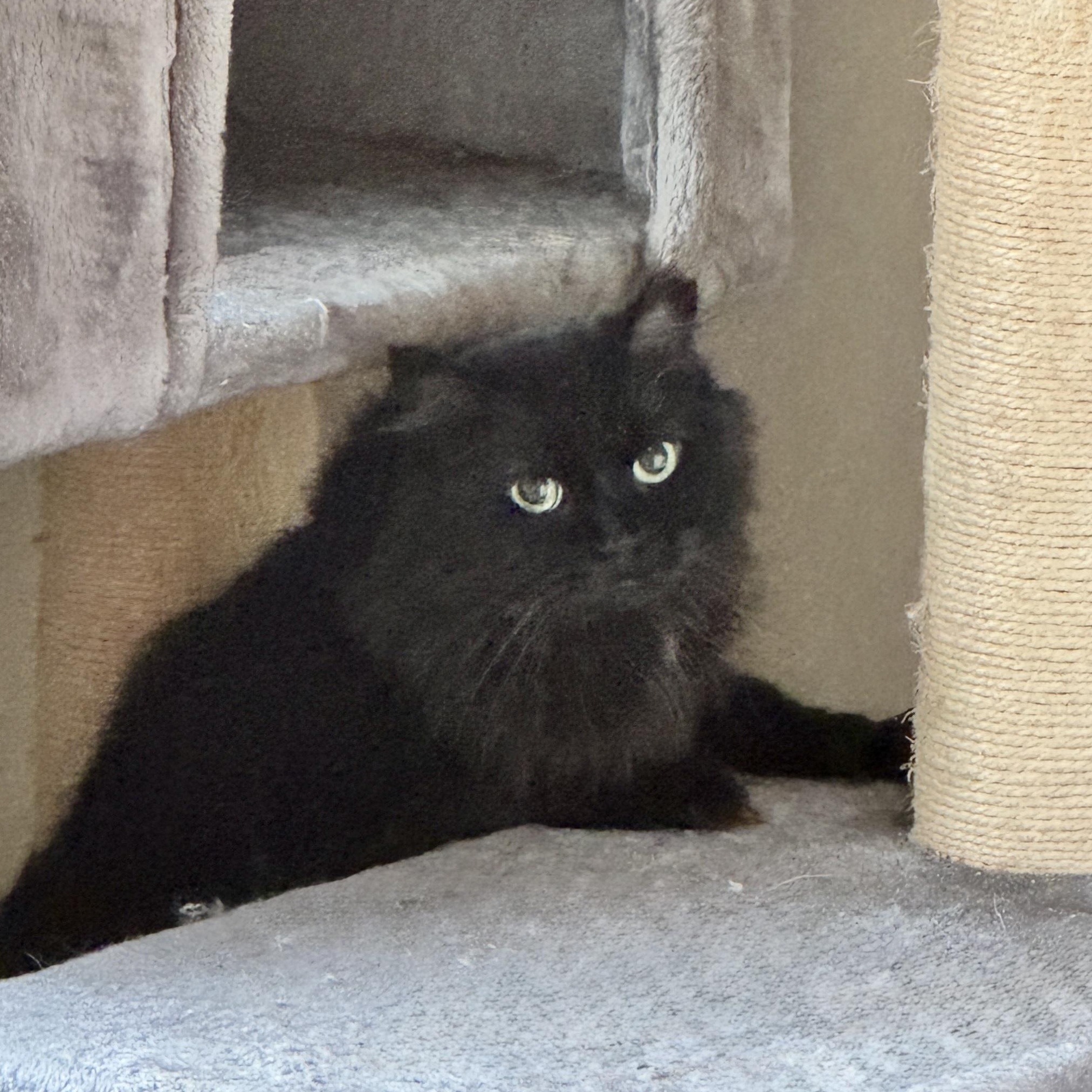 Sheba, an adoptable Domestic Long Hair in Chicago, IL, 60631 | Photo Image 4