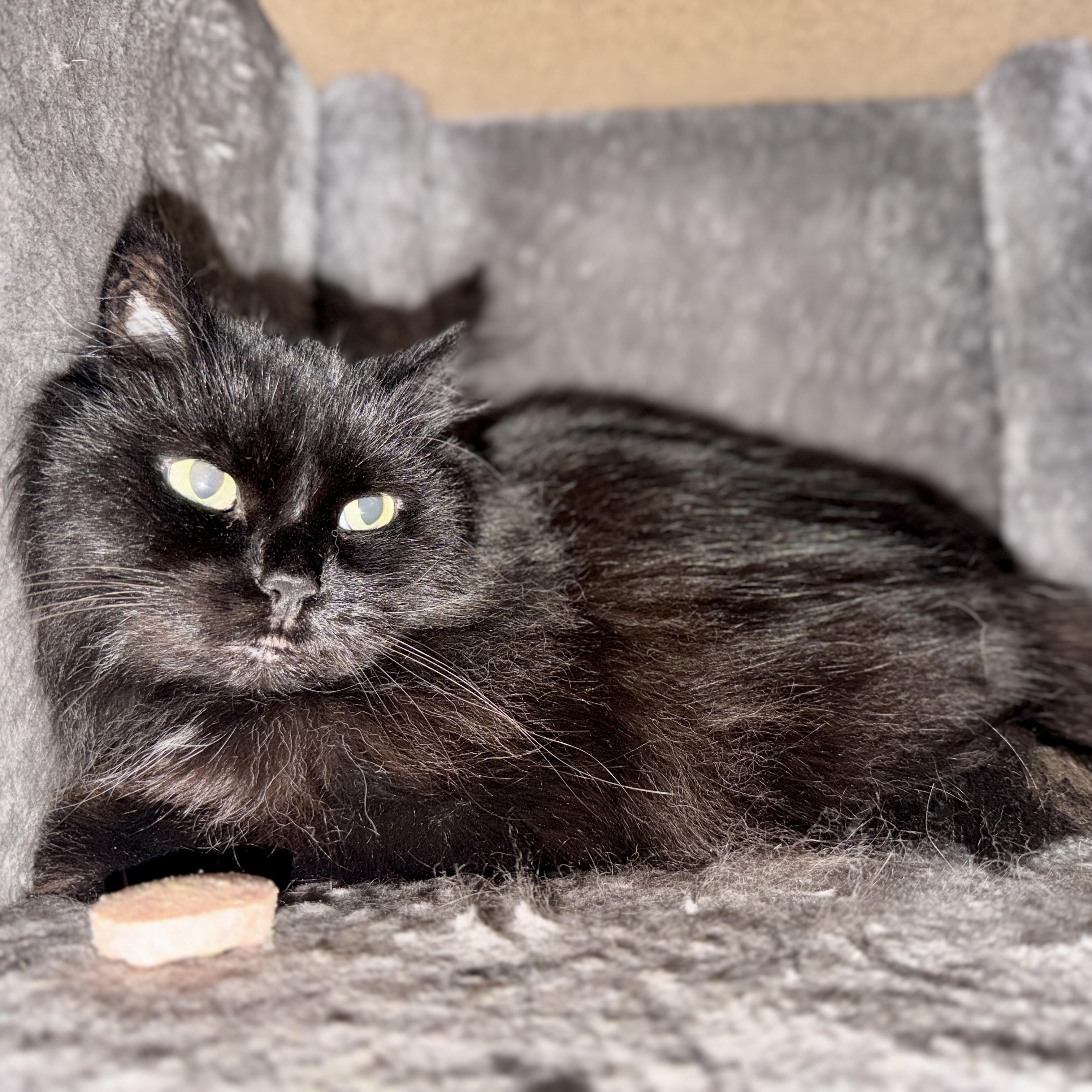 Sheba, an adoptable Domestic Long Hair in Chicago, IL, 60631 | Photo Image 6
