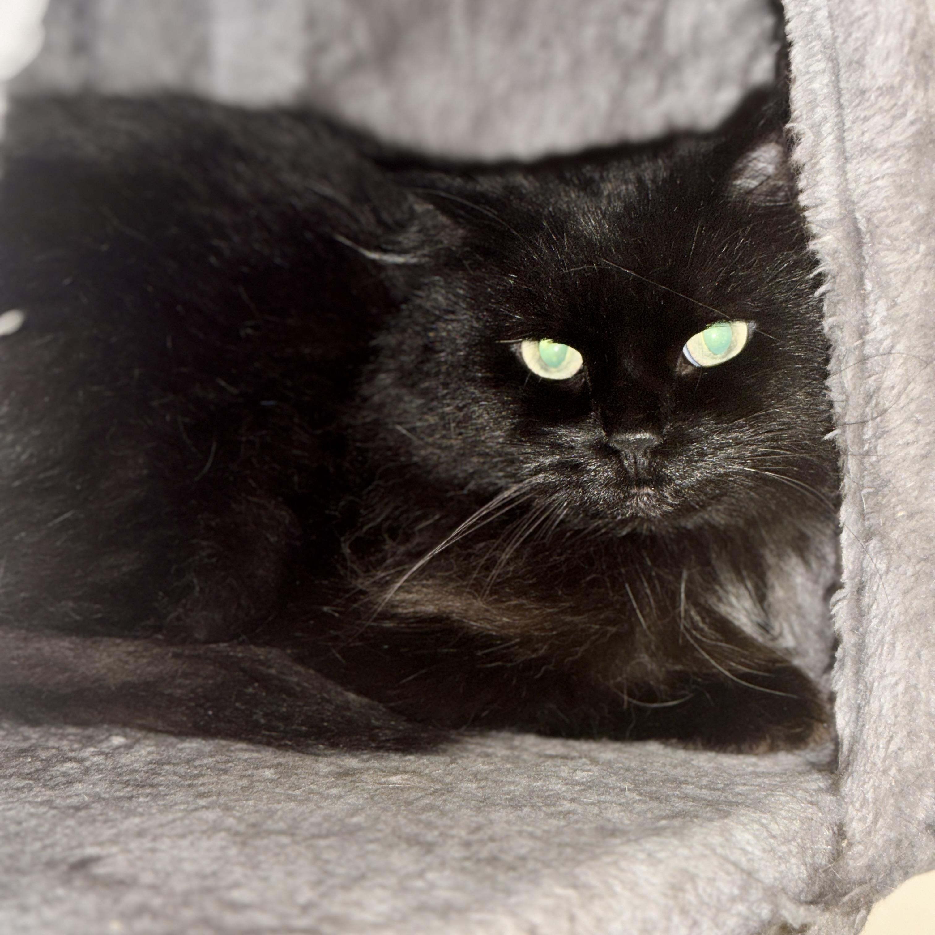 Sheba, an adoptable Domestic Long Hair in Chicago, IL, 60631 | Photo Image 5