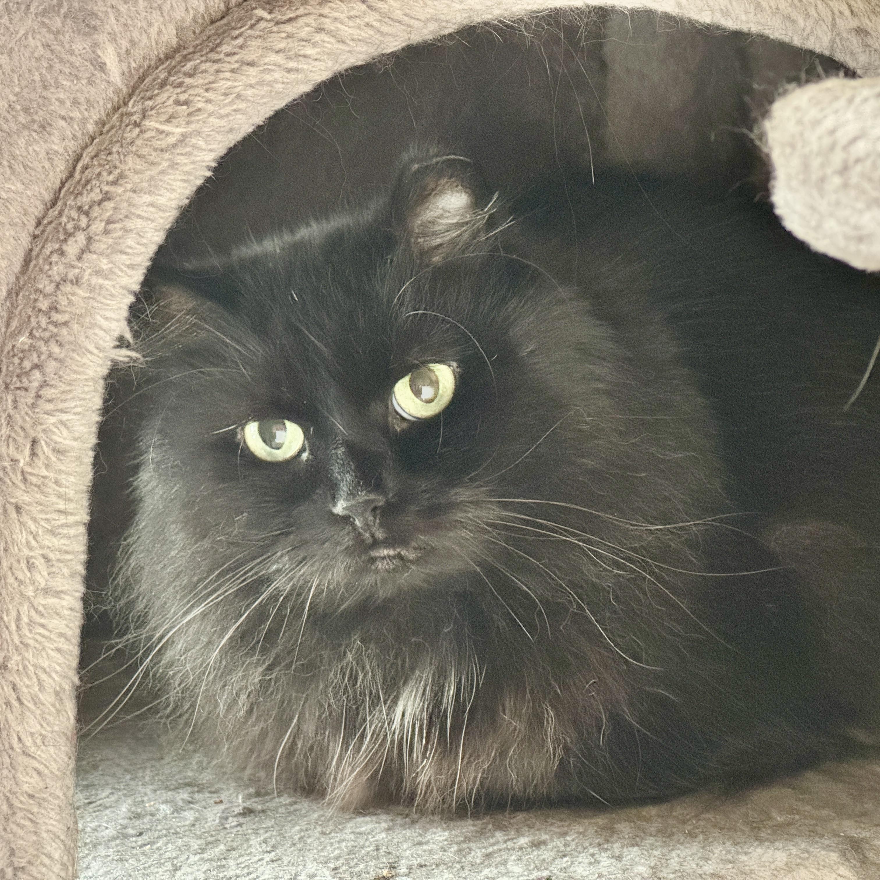 Sheba, an adoptable Domestic Long Hair in Chicago, IL, 60631 | Photo Image 1