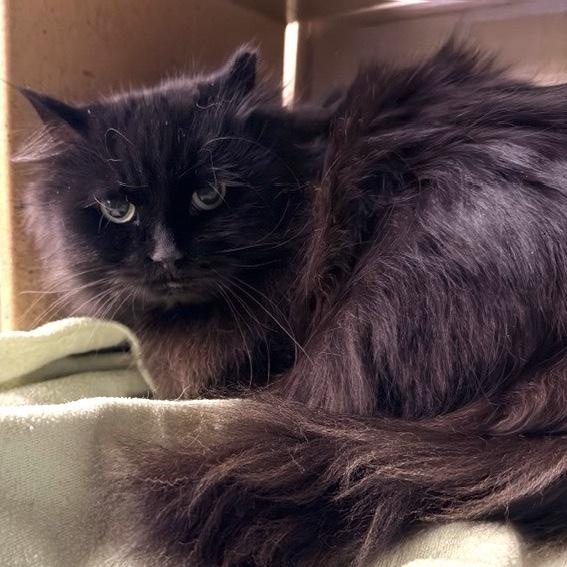 Sheba, a Adoptable mixed breed in Chicago, IL image 2/6