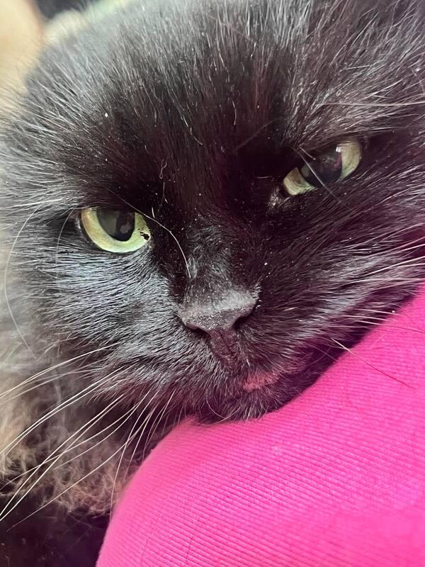 Sheba photo 11