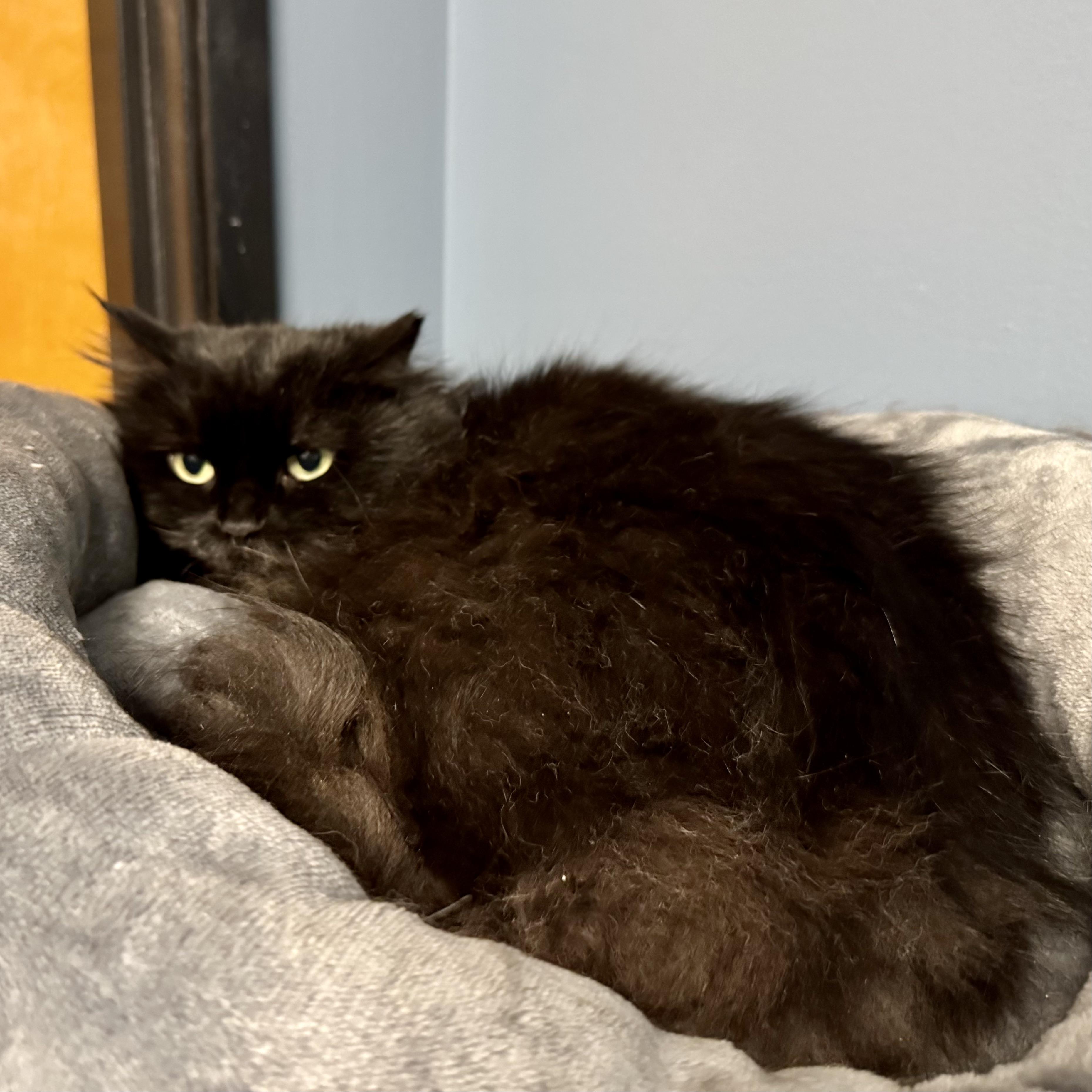 Sheba, Adult Female Domestic Long Hair