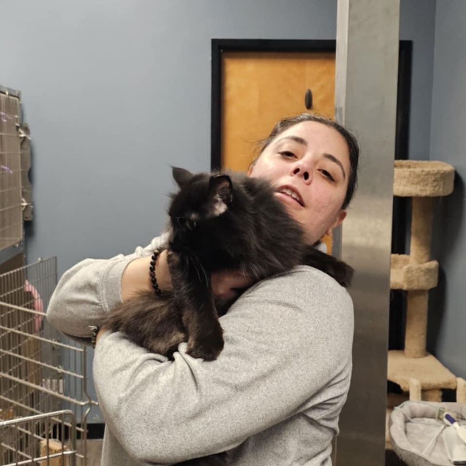 Sheba, an adoptable Domestic Long Hair in Chicago, IL, 60631 | Photo Image 3