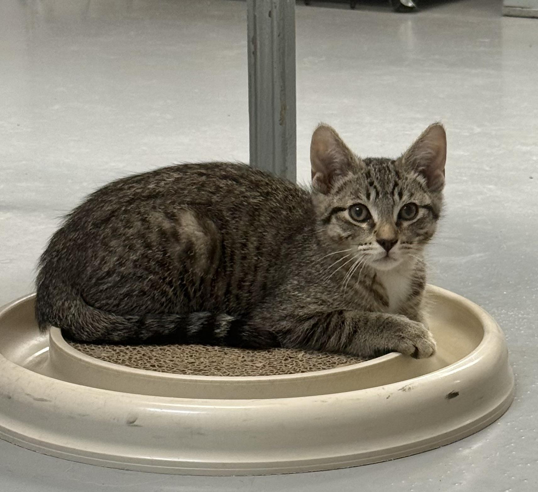Griffin, a ADOPTABLE American Shorthair in Big Rapids, MI image 2/3