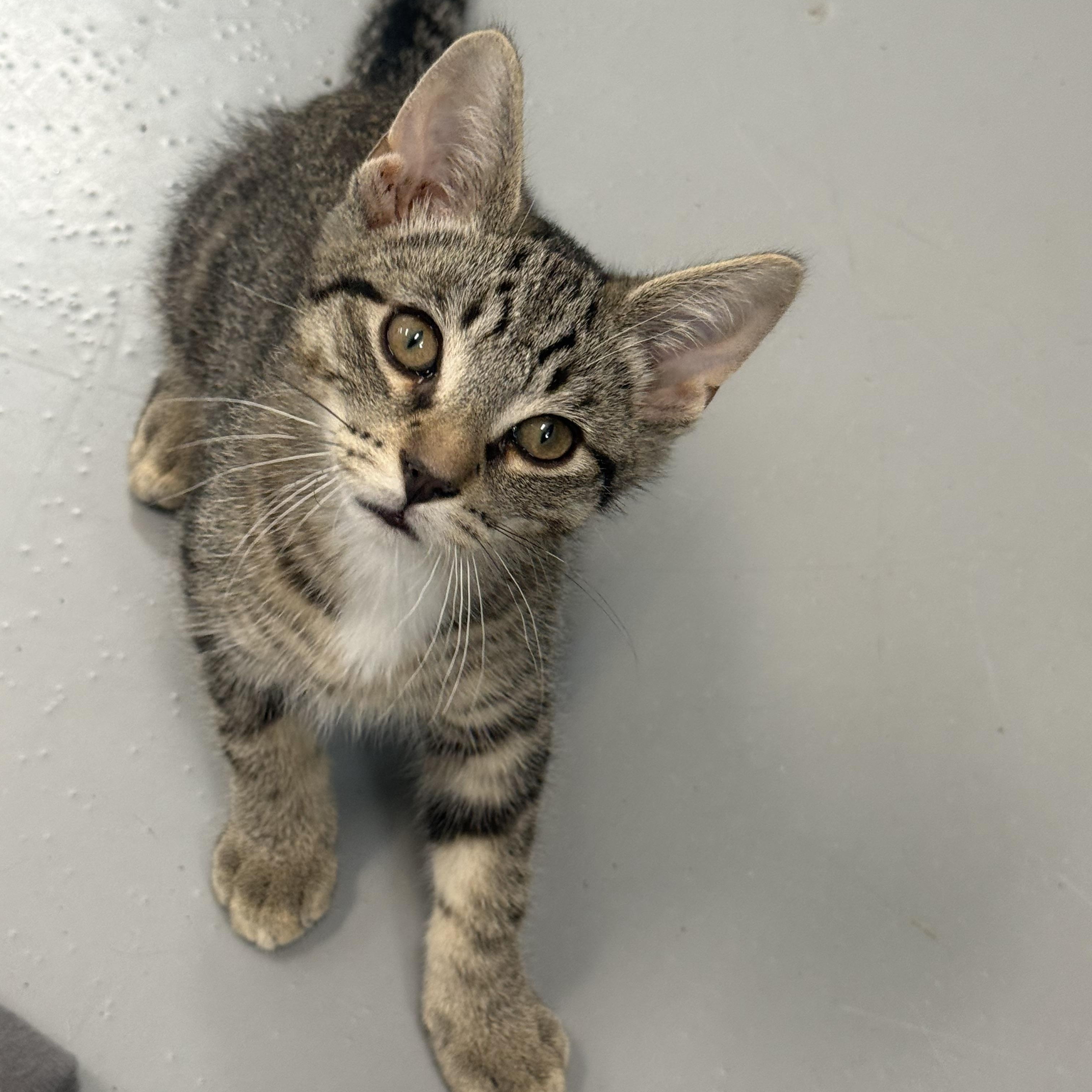 Griffin, a ADOPTABLE American Shorthair in Big Rapids, MI image 1/3