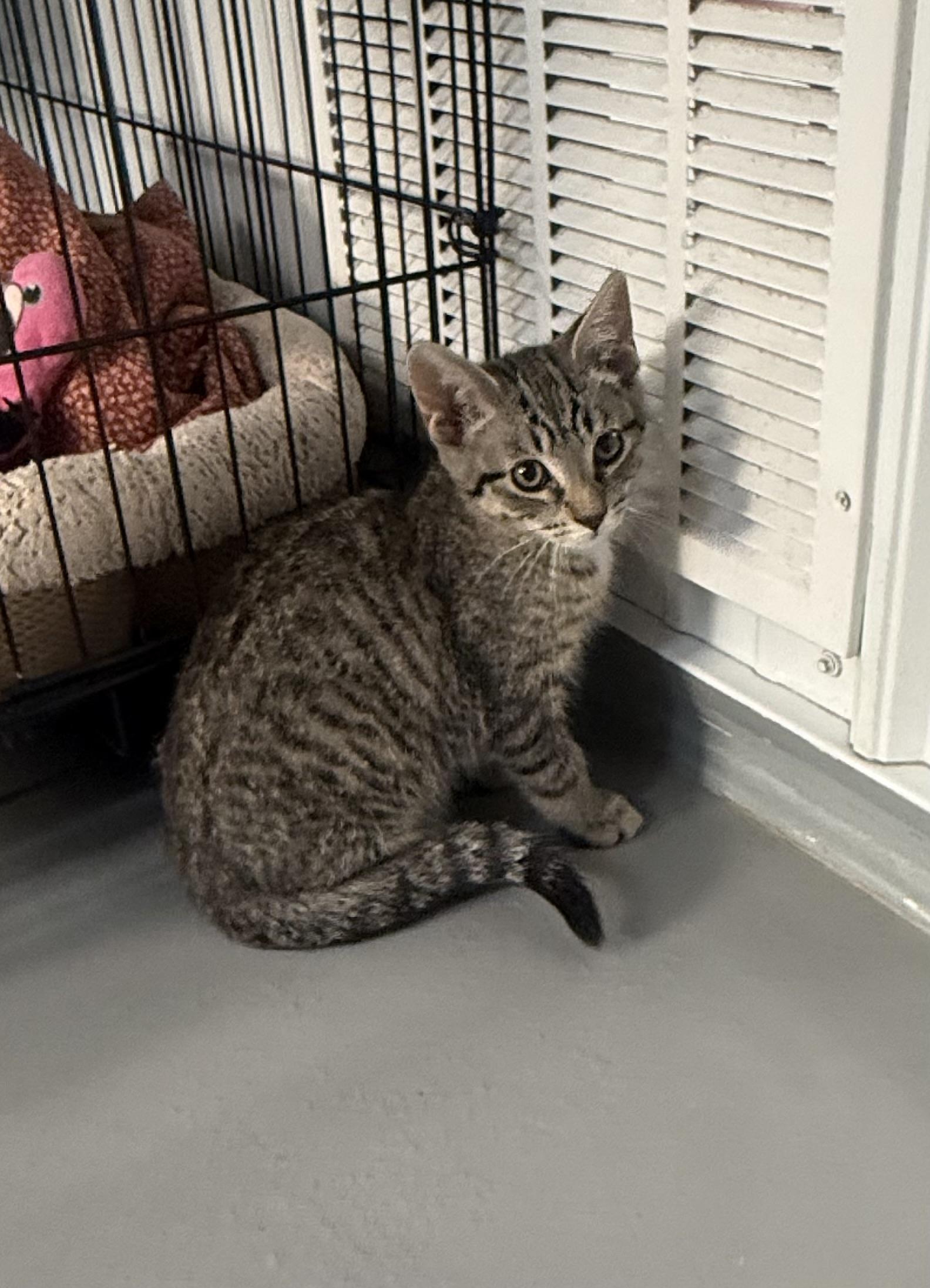 Griffin, a ADOPTABLE American Shorthair in Big Rapids, MI image 3/3