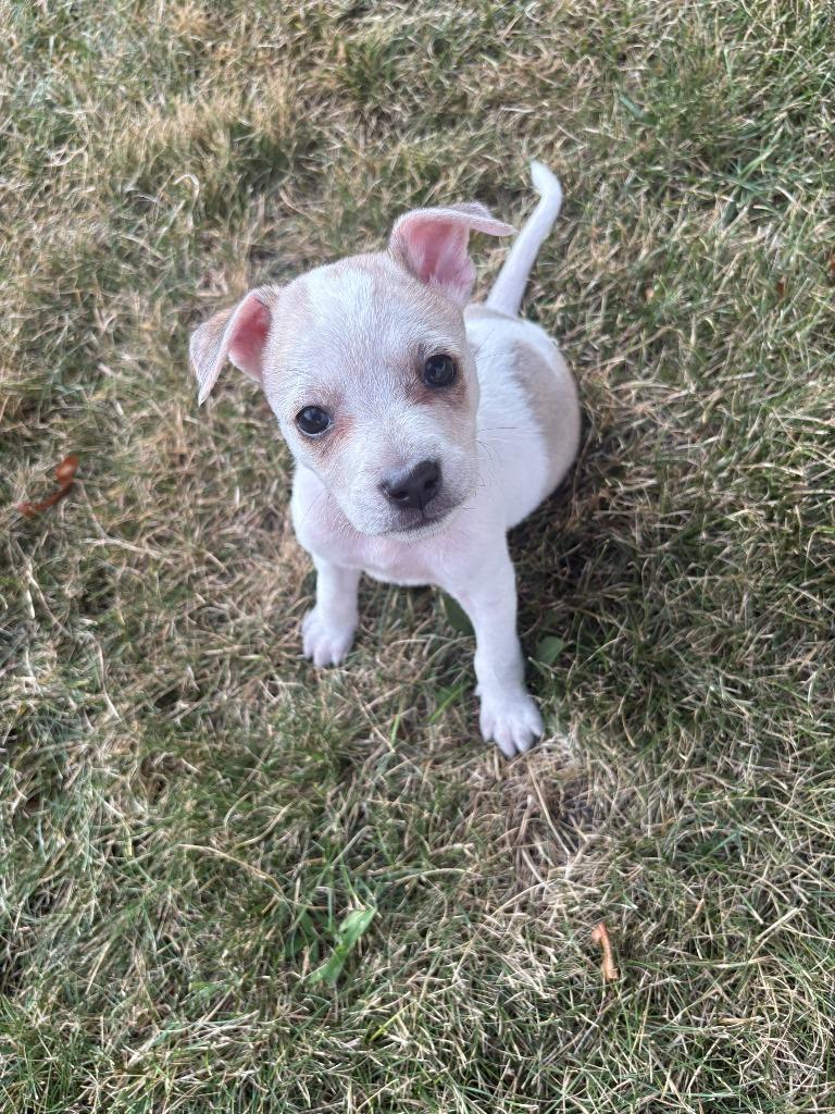 Enlarge Cora, a Adoptable mixed breed in Saint James, MN image 1/2