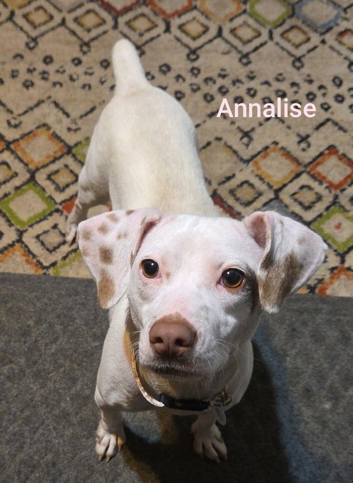 Annalise, Adoptable, Young Female Mixed Breed.