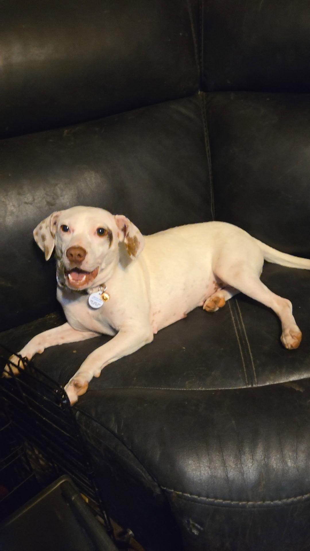 Annalise, a Adoptable Mixed Breed in Topeka, KS image 2/2