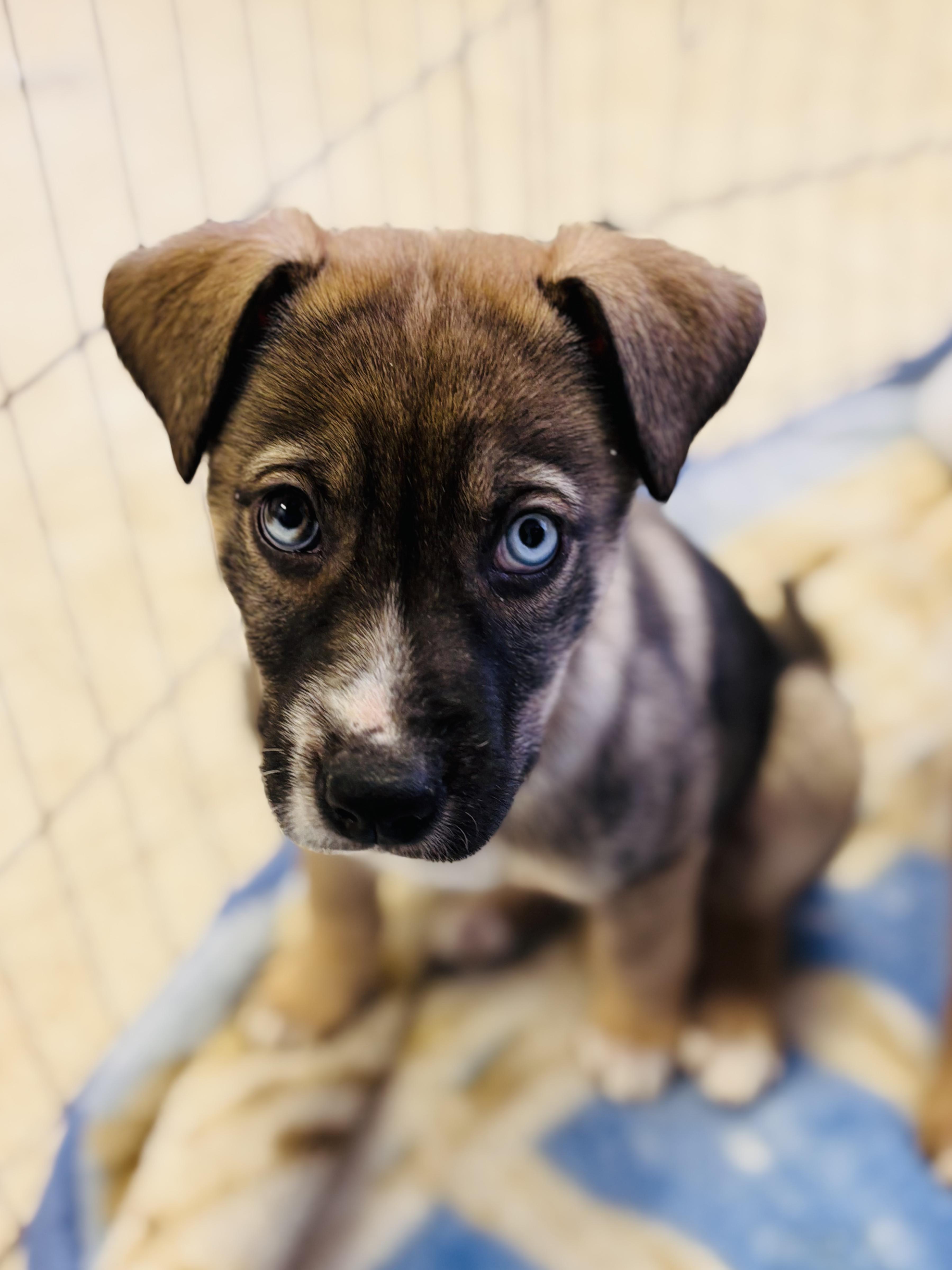 Bluey, ADOPTABLE, Puppy Female German Shepherd Dog.