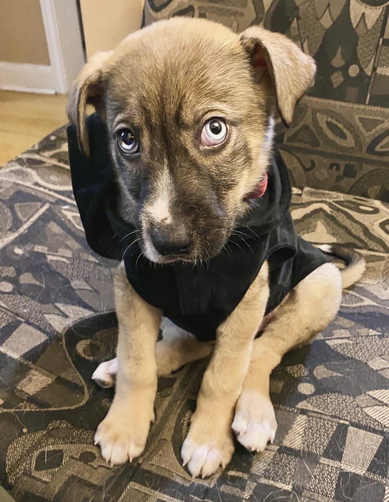 Enlarge Bluey, a ADOPTABLE mixed breed in Edmonton, AB image 2/3