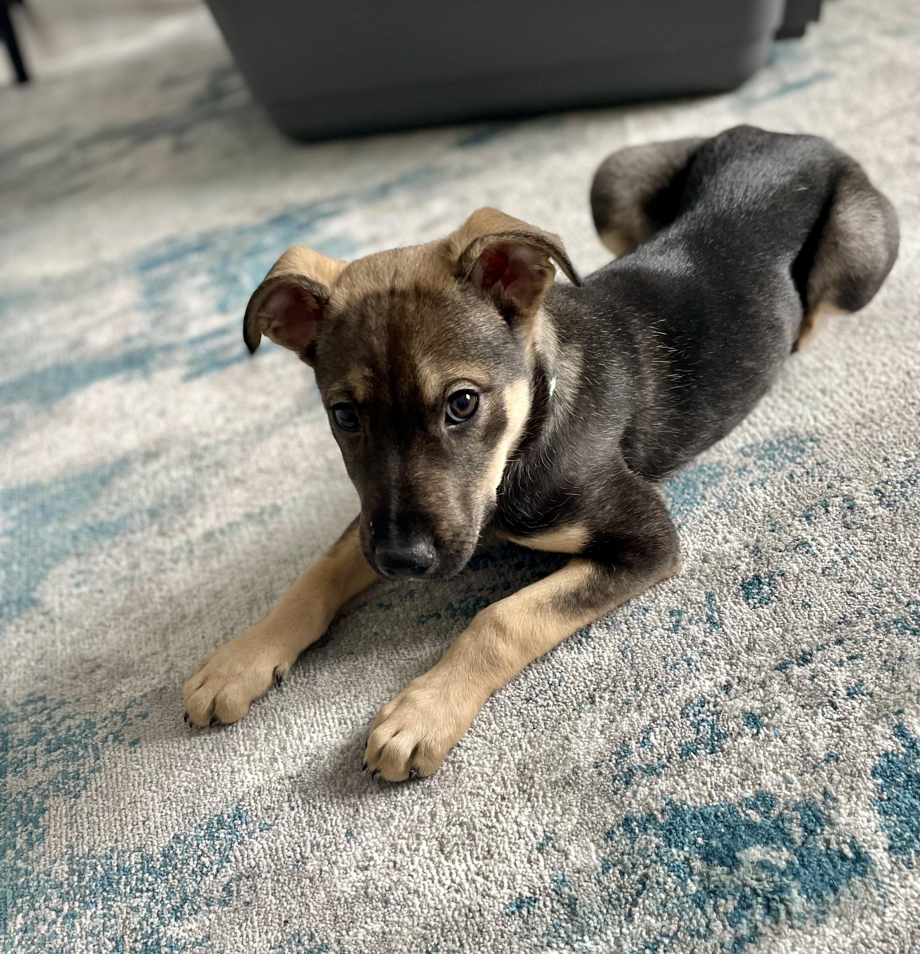 Enlarge Bluey, a ADOPTABLE mixed breed in Edmonton, AB image 3/3