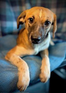 Squirt- Puppy #5 (CoPAC Litter #9/2025), Adoptable, Young Male Chihuahua & Terrier.