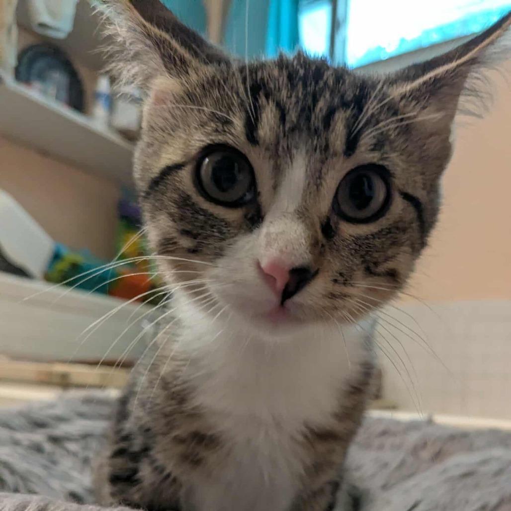 Poppy, Adoptable, Young Female Domestic Short Hair.