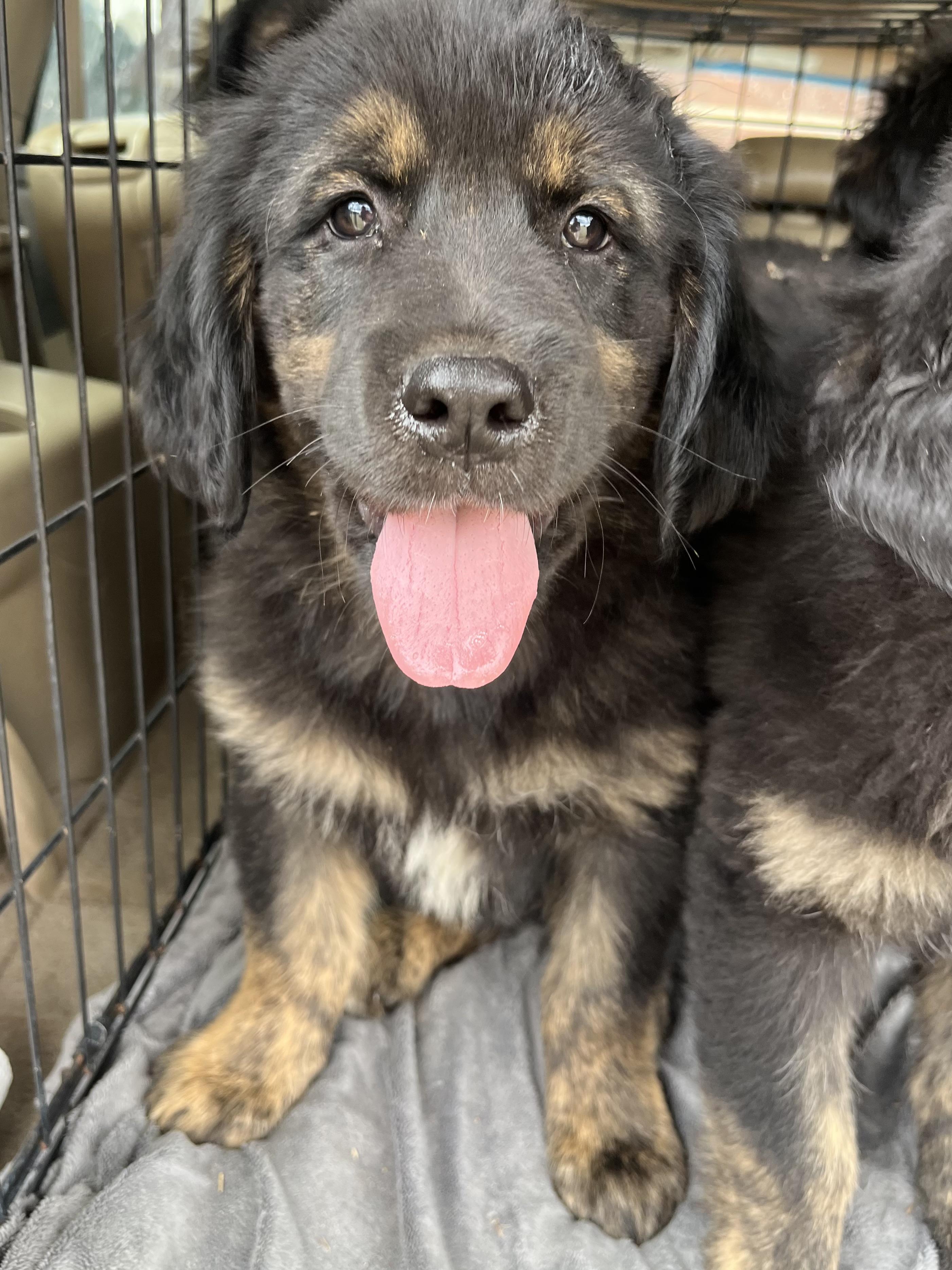 Enlarge Aspen, an adopted mixed breed in Barnwell , SC image 1/1