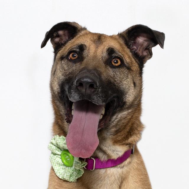 LUNA, Adoptable, Adult Female Belgian Shepherd / Malinois.