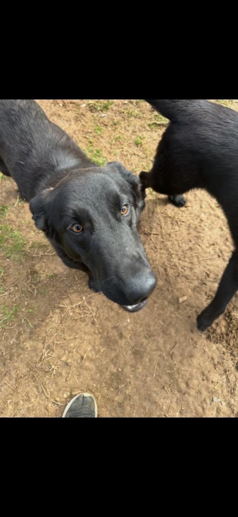 Willie, Adoptable, Young Male German Shepherd Dog & Mixed Breed.