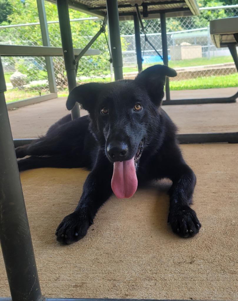 Enlarge Willie, a Adoptable mixed breed in Lawrenceburg, TN image 2/2
