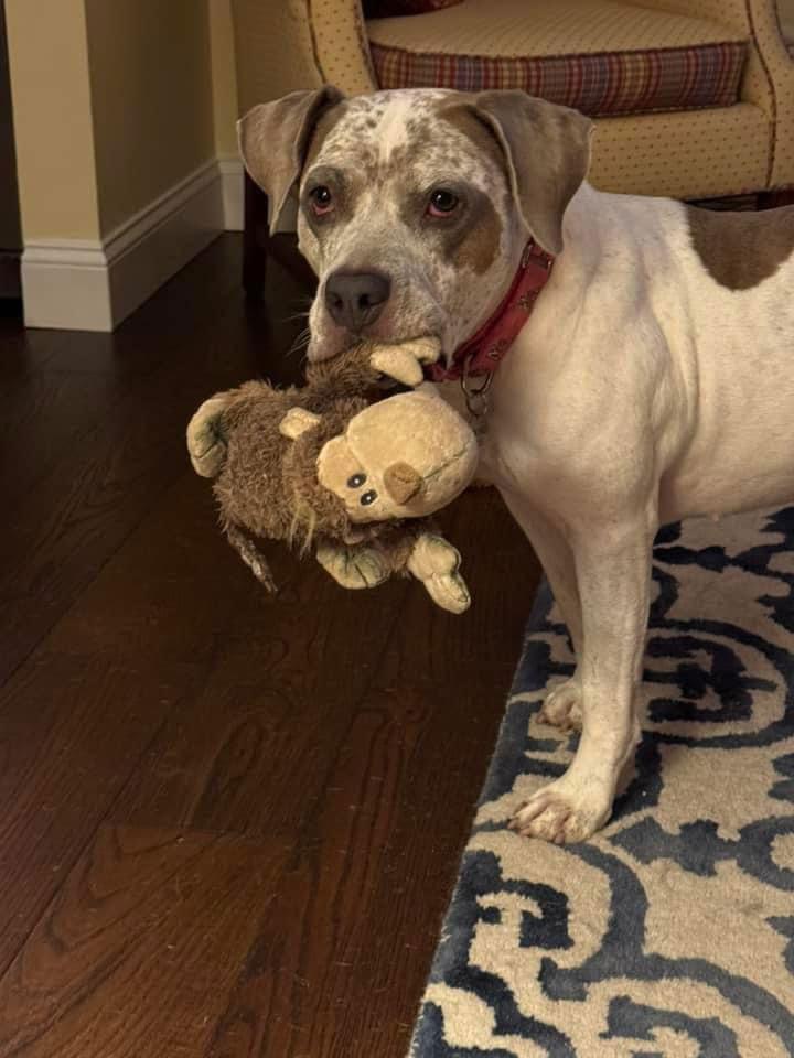 Enlarge Bella, a Adoptable American Staffordshire Terrier in Forest Hill, MD image 1/3