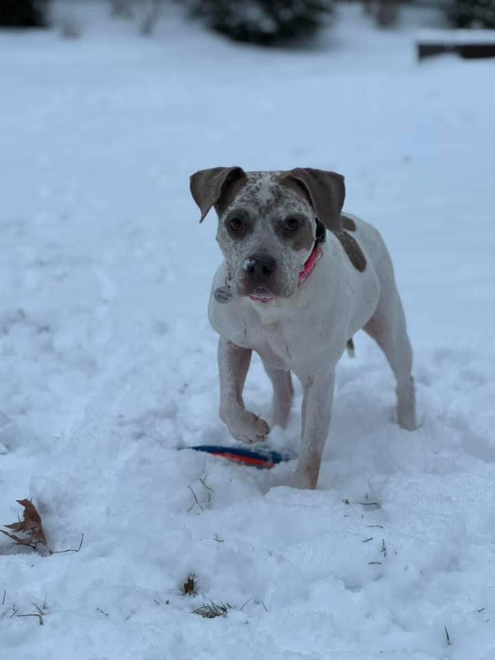 Enlarge Bella, a Adoptable American Staffordshire Terrier in Forest Hill, MD image 3/3