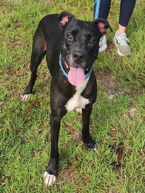 Enlarge ROLAND, a Adoptable mixed breed in Brunswick, GA image 1/1