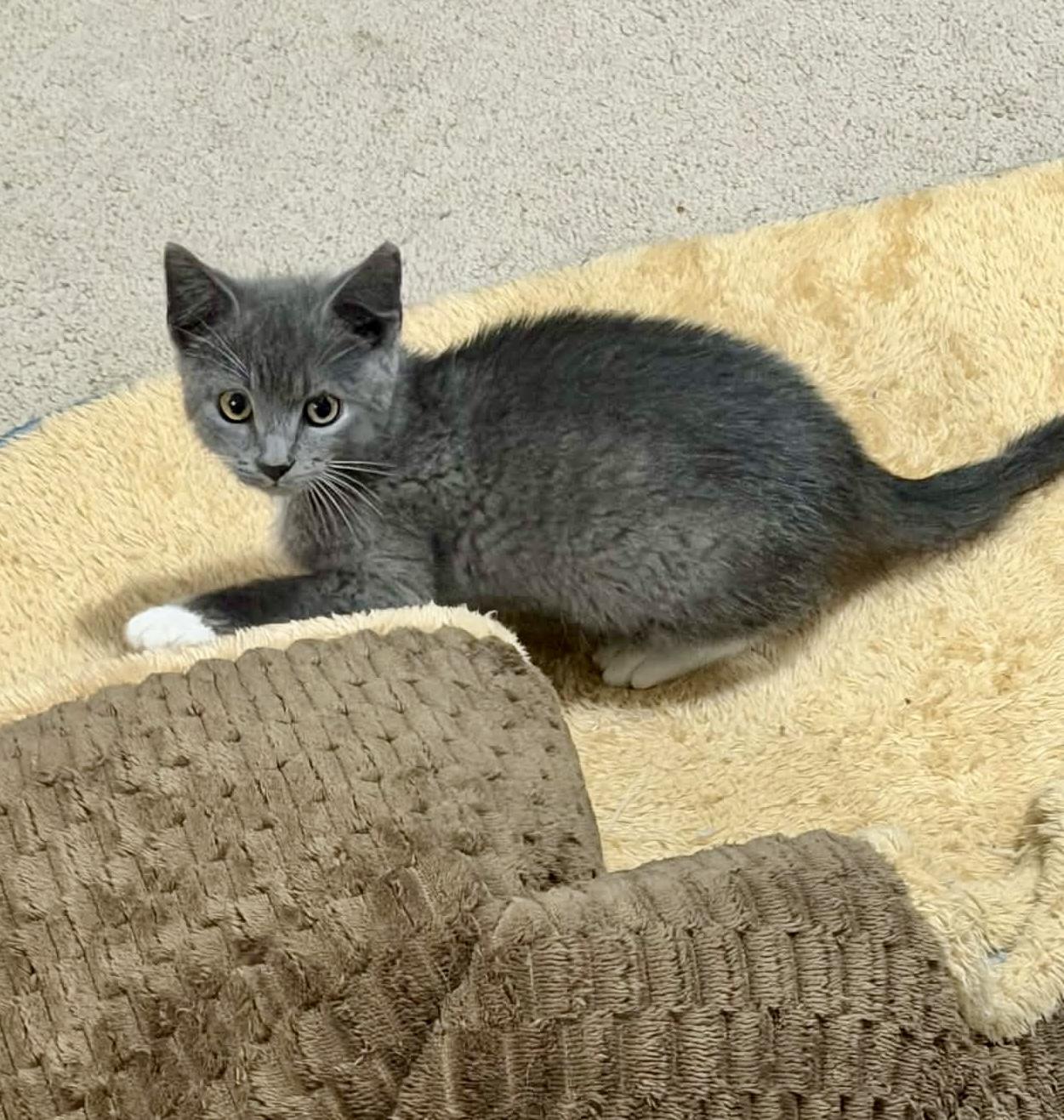 Enlarge Jimmy, a Adoptable Tuxedo in Bethel, CT image 3/6