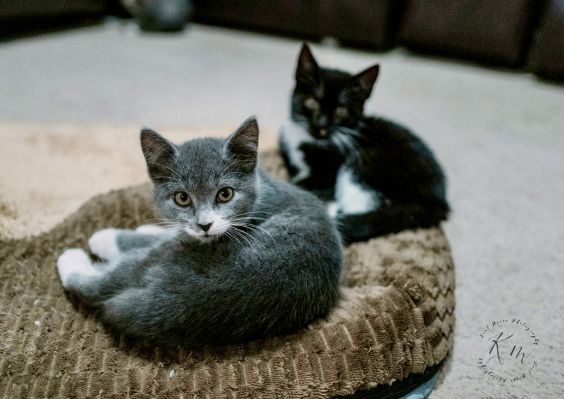 Enlarge Jimmy, a Adoptable Tuxedo in Bethel, CT image 6/6