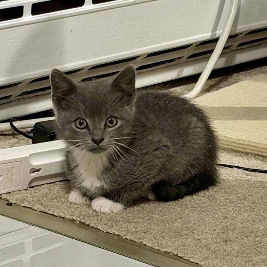Jimmy, Adoptable, Kitten Male Tuxedo.