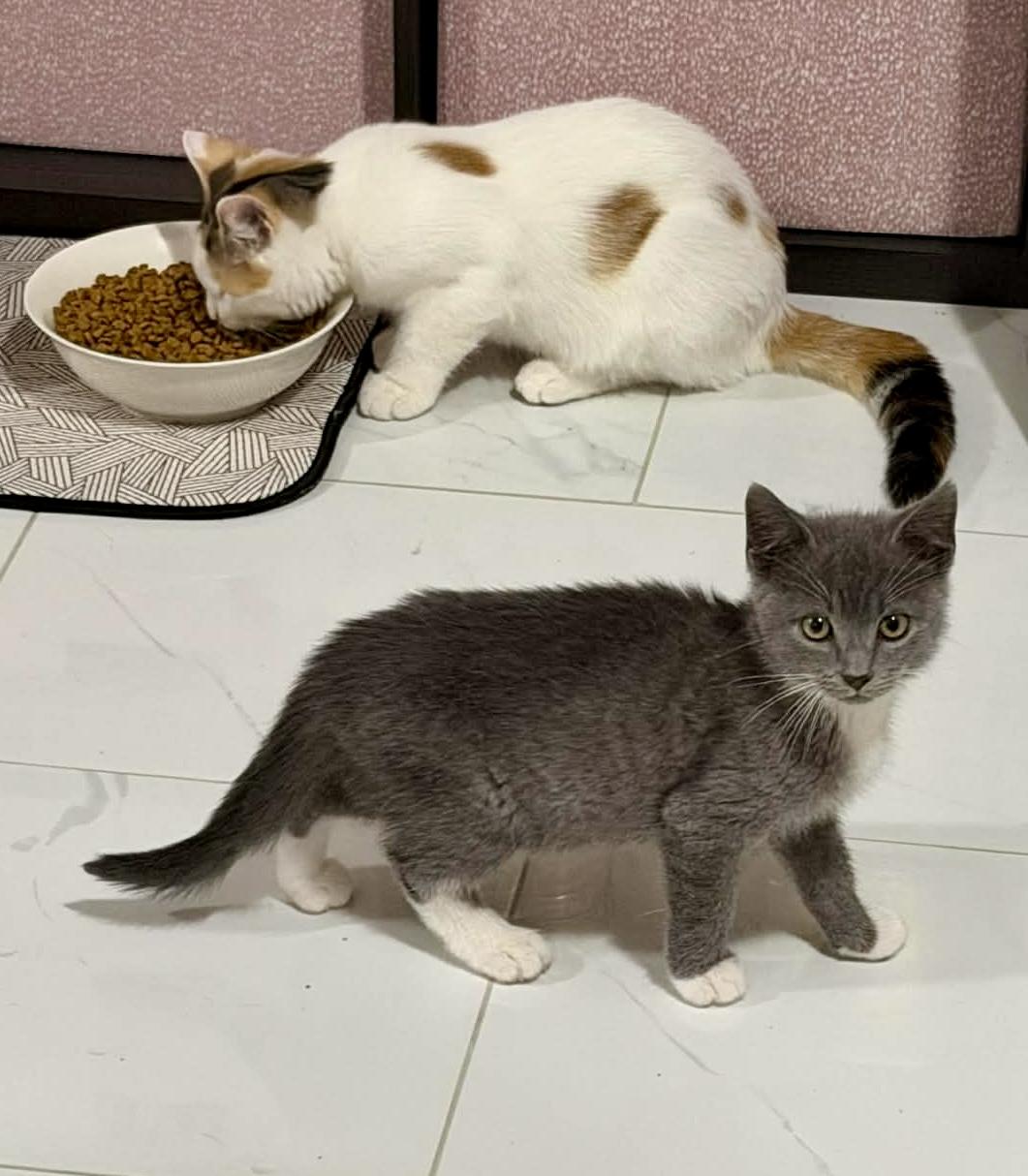 Enlarge Jimmy, a Adoptable Tuxedo in Bethel, CT image 4/6