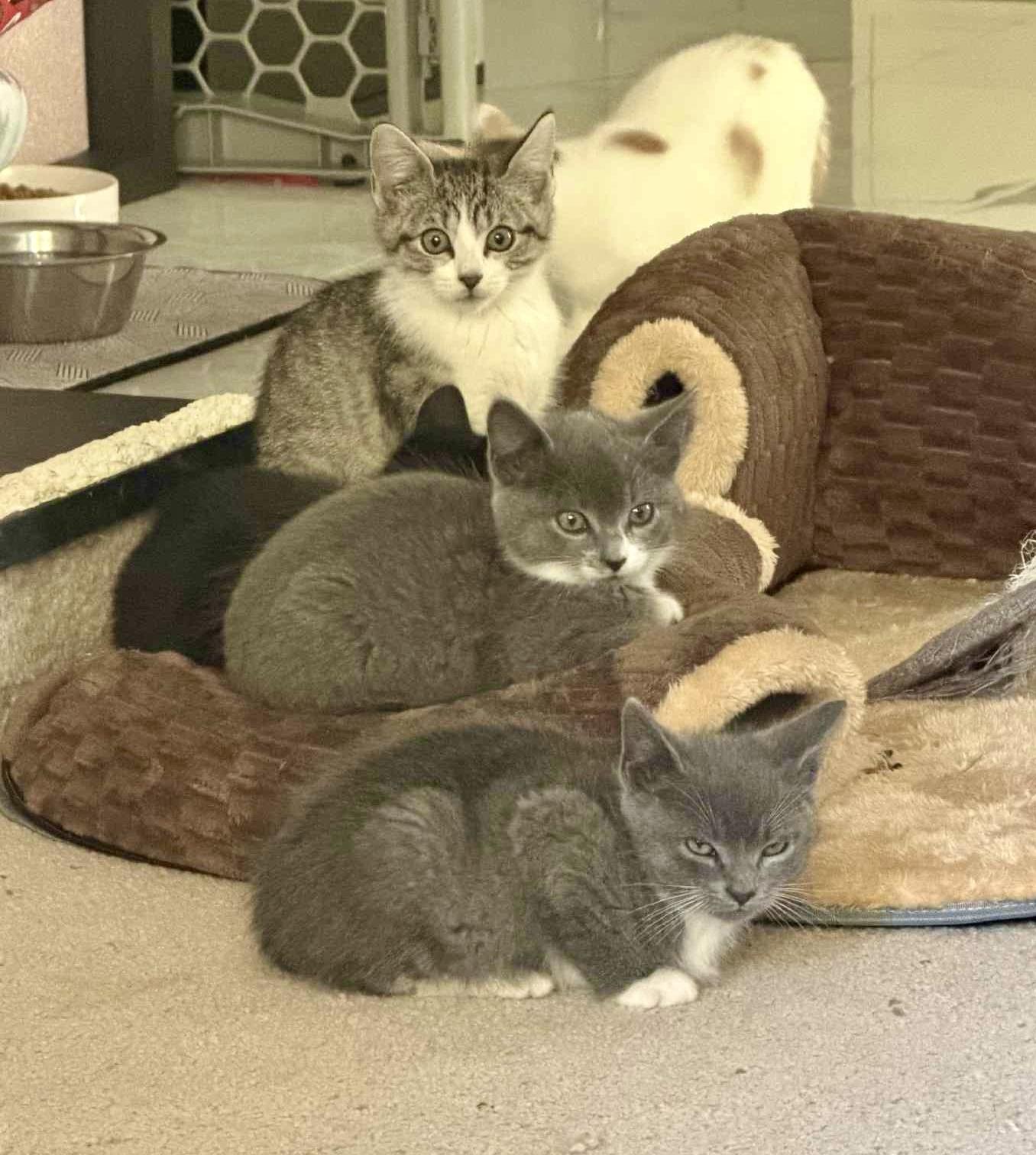 Enlarge Jimmy, a Adoptable Tuxedo in Bethel, CT image 5/6