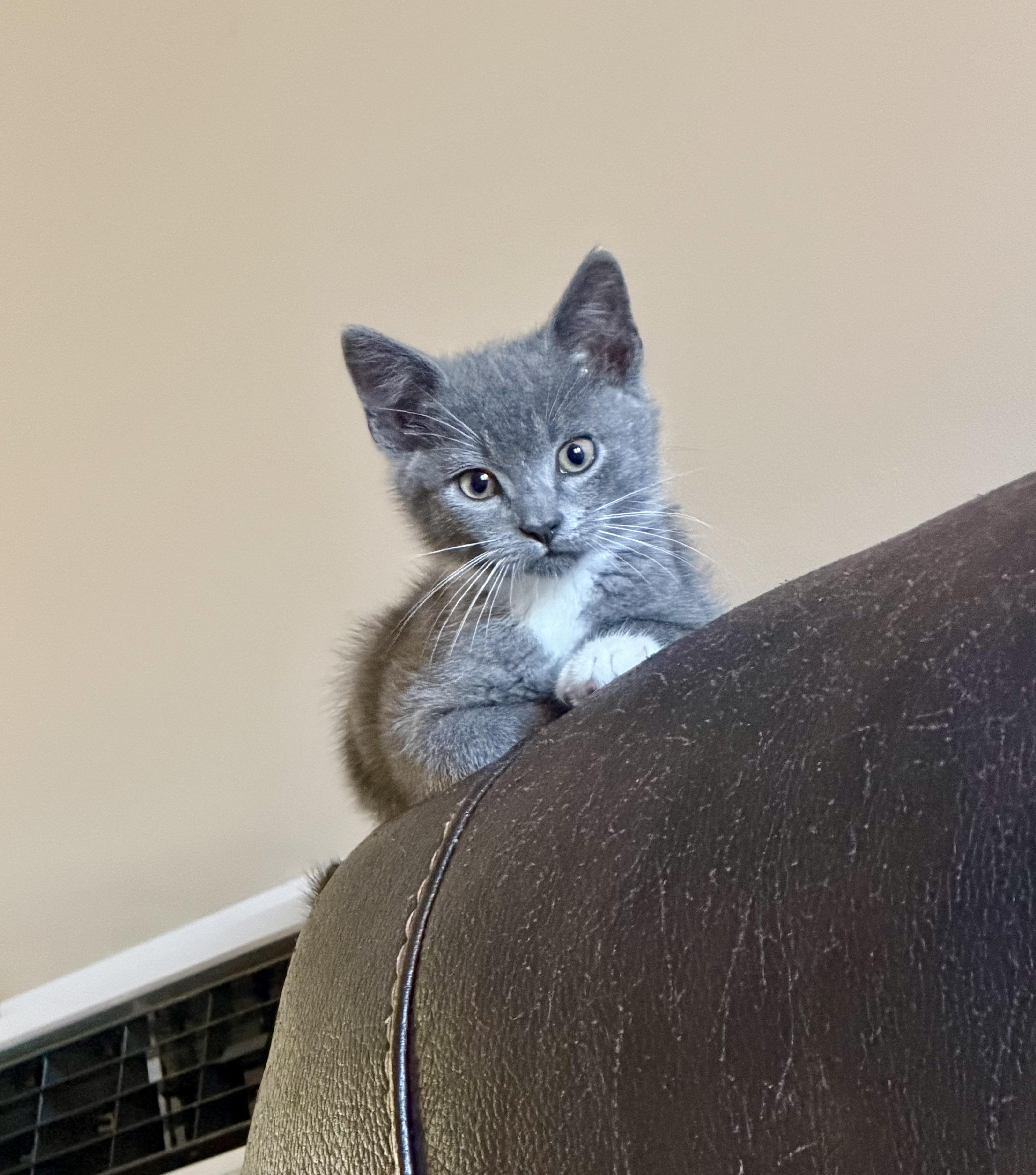 Enlarge Jimmy, a Adoptable Tuxedo in Bethel, CT image 2/6