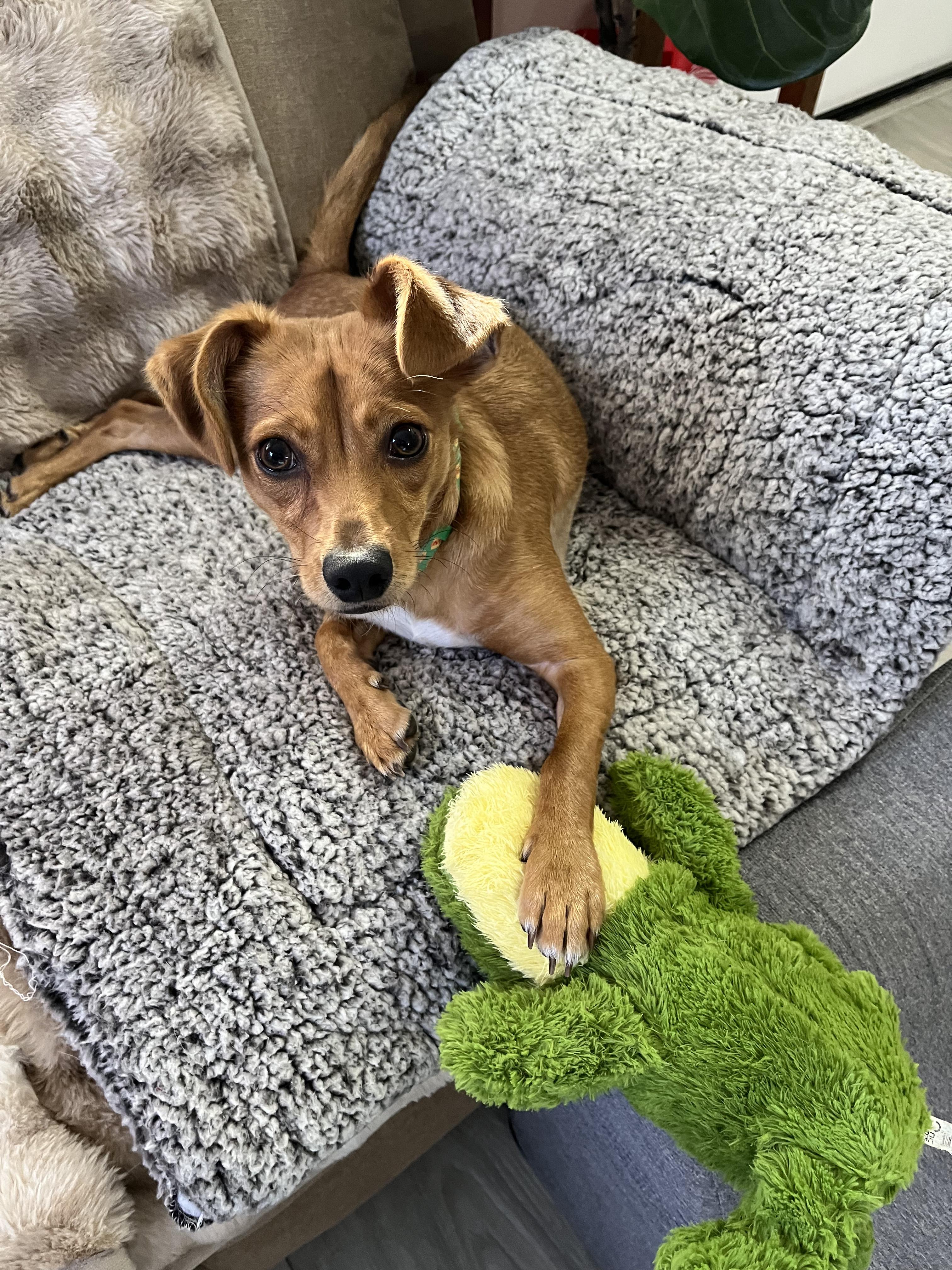 Red, adoptable, Puppy Male Dachshund.