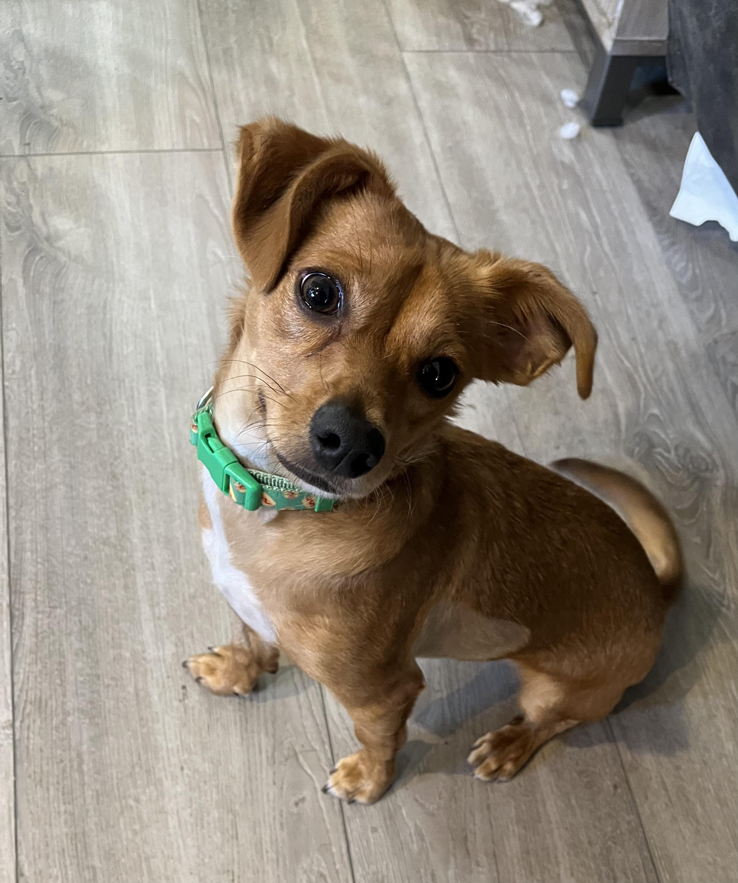 Enlarge Red, an adoptable mixed breed in Tracy, CA image 5/5