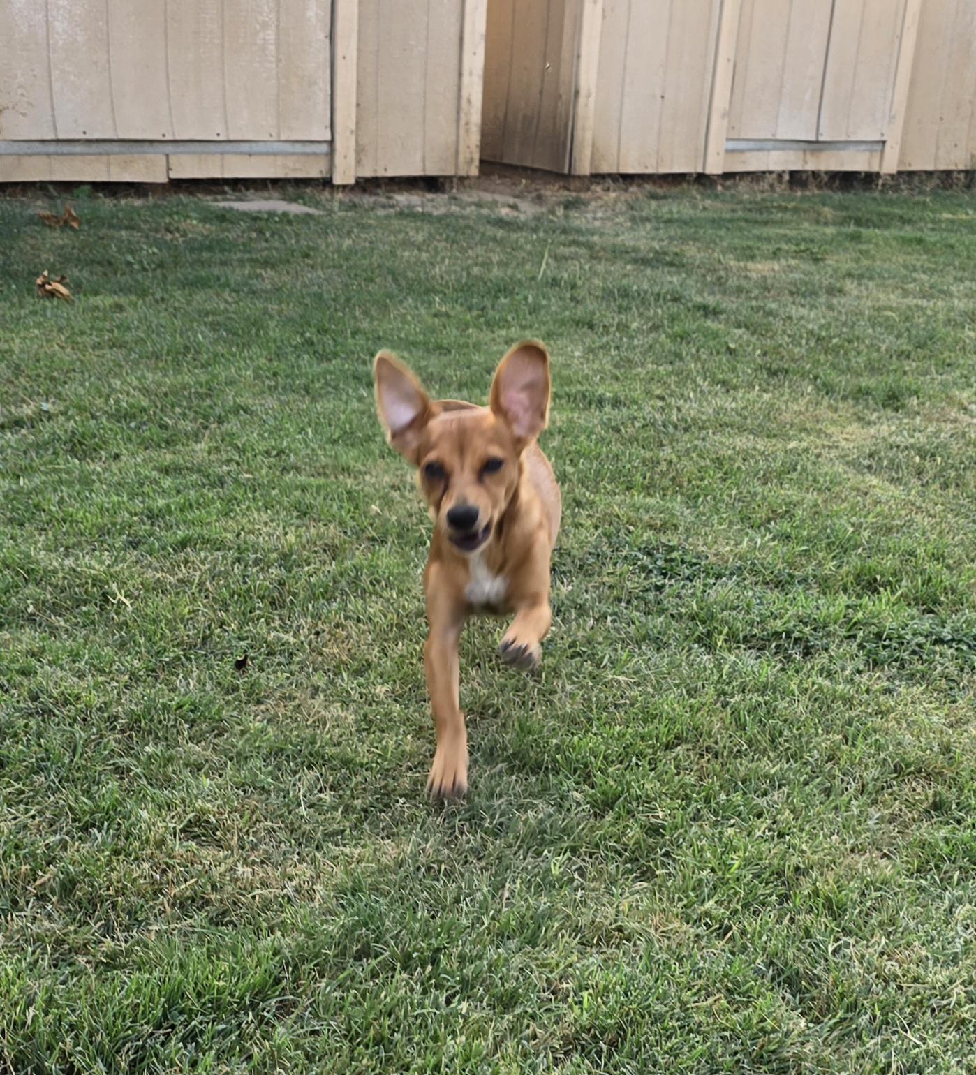 Enlarge Red, an adoptable mixed breed in Tracy, CA image 3/5