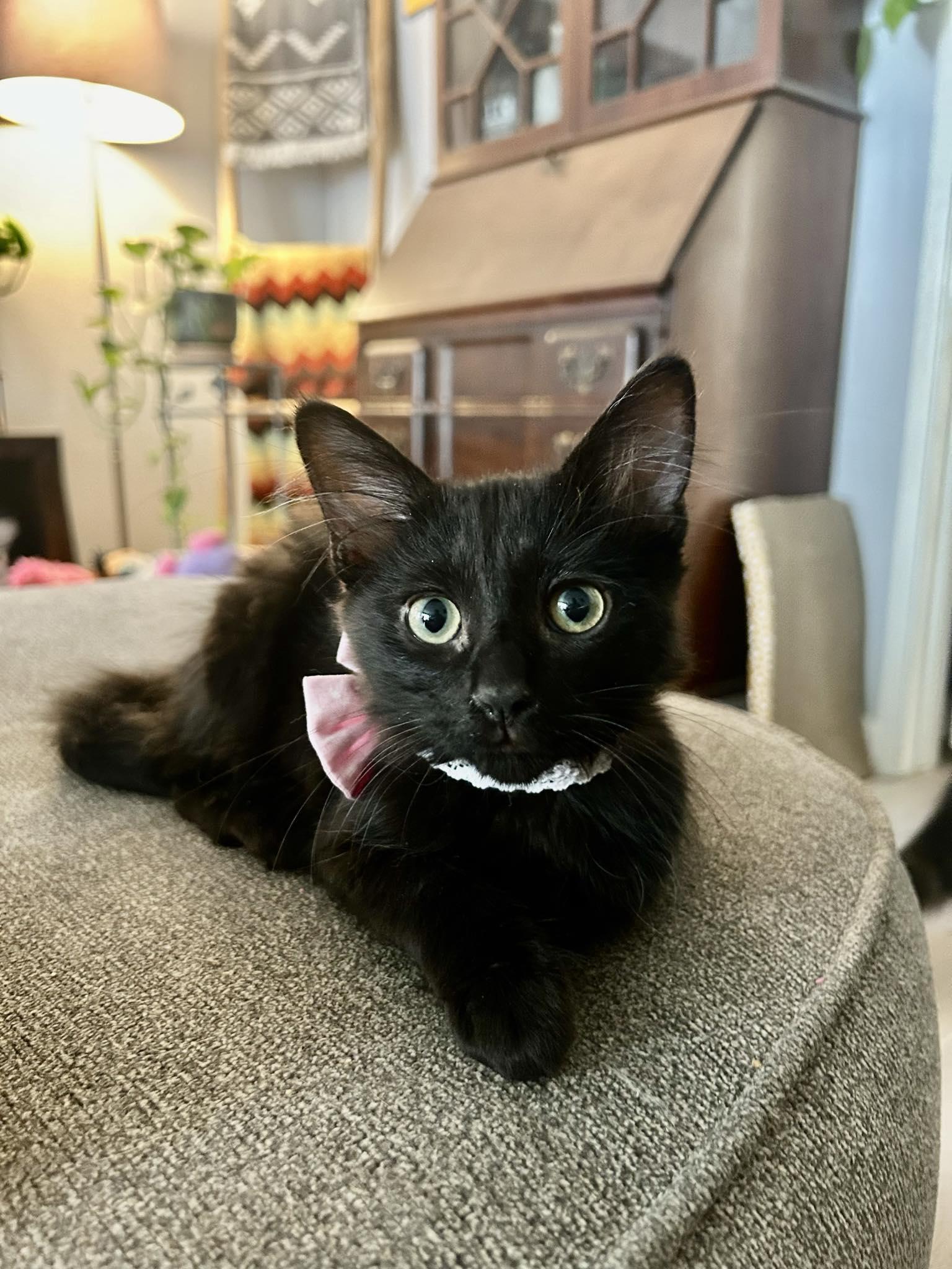 Enlarge Wednesday & Gomez, a Adoptable Domestic Medium Hair in San Diego, CA image 2/5