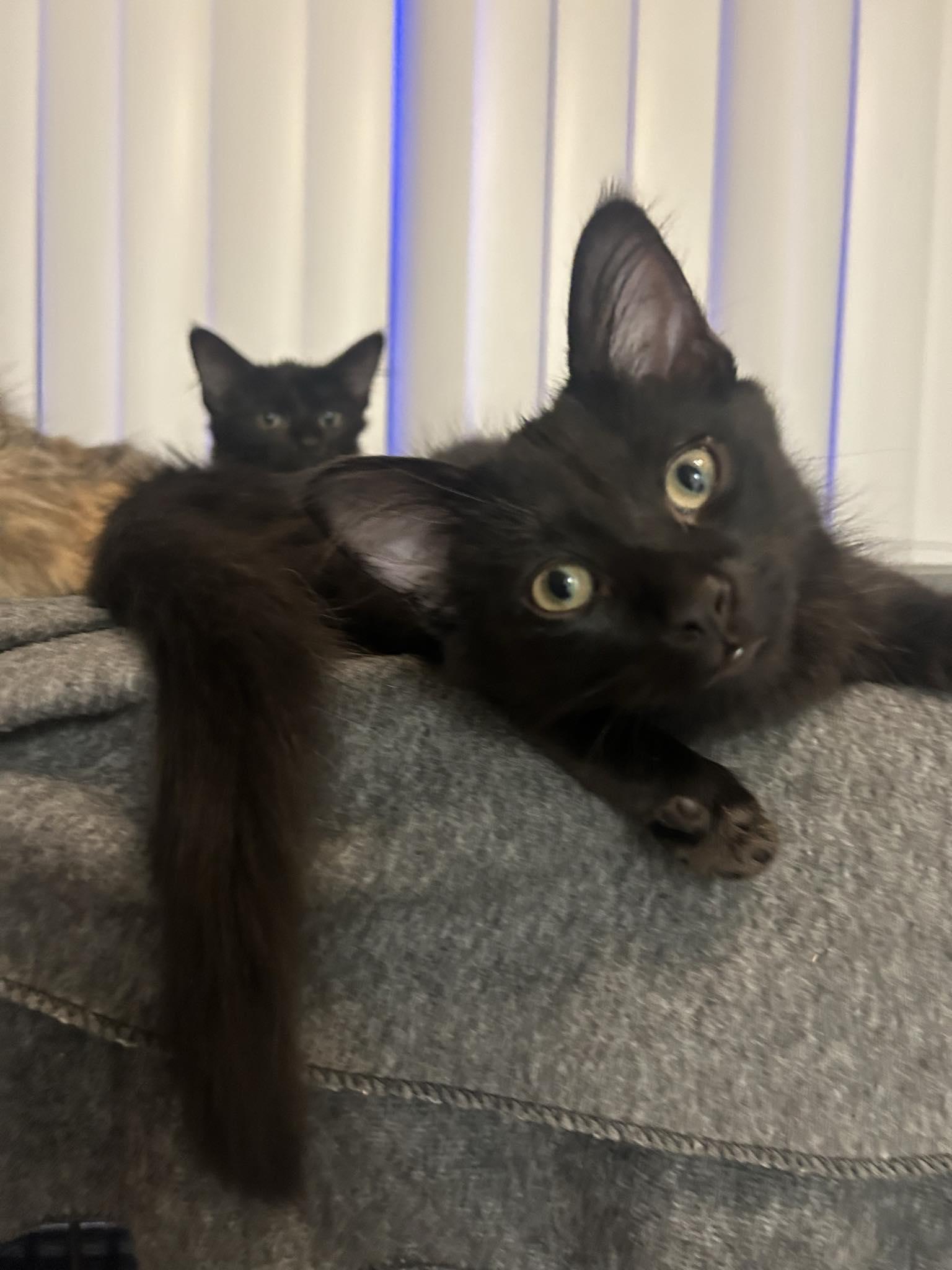 Enlarge Wednesday & Gomez, a Adoptable Domestic Medium Hair in San Diego, CA image 3/5